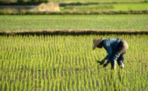 NADI Enumerators Recruitment: Transforming Agriculture in Northern Nigeria